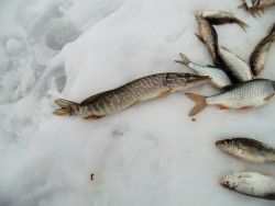 Рыбалка в Сузунском районе на базе Клёвое место