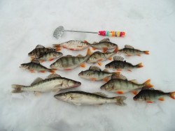 Рыбалка в Сузунском районе Новосибирской области на базе "Клевое место"