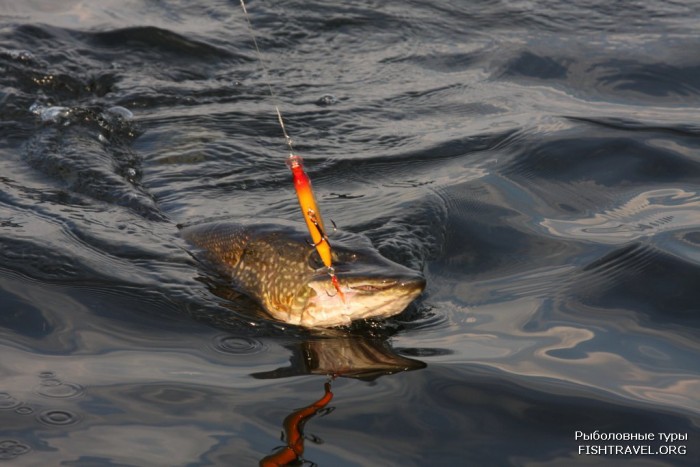 Рыбалка на озере Щучье (Глухое)