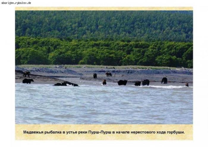 Медвежья рыбалка на Сахалине