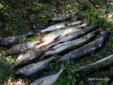 РЫБАЛКА В СИБИРИ РЫБАЛКА В СИБИРИ