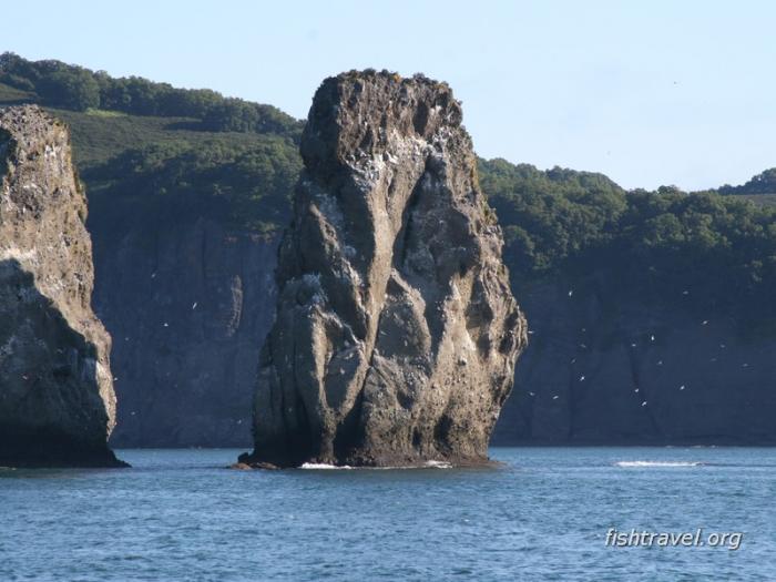 Морская рыбалка в Авачинском заливе 