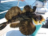Камчатка Морская рыбалка