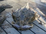 Морская рыбалка на Камчатке