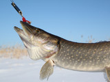 Зимняя рыбалка и отдых в Сузунском районе Новосибирской области.