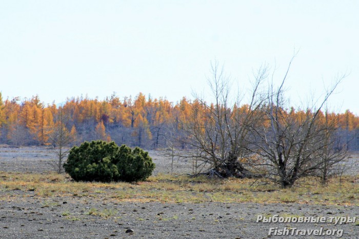 Камчатский кедр.