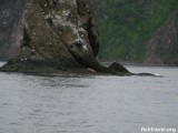 Одного "брата" облюбовал молодой морж Одного "брата" облюбовал молодой морж