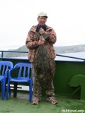 Трудовой палтус Трудовой палтус