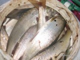 Рыбалка и активный отдых на Байкале Рыбалка и активный отдых на Байкале