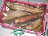 Рыбалка и активный отдых на Байкале Рыбалка и активный отдых на Байкале