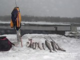 За кунджей на рек Налычево. Камчатка.