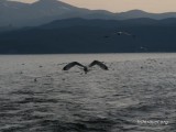 Круизы по Байкалу Круизы по Байкалу