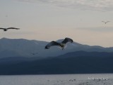 Круизы по Байкалу Круизы по Байкалу
