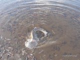 Рыбалка на реке Радуга на Камчатке Рыбалка на реке Радуга на Камчатке