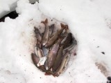 Хариус. Камчатка