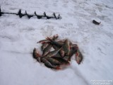 Окунь с таежного озера Елань. Окунь с таежного озера Елань.