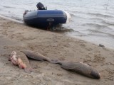 Новосибирск рыбалка. Обское море. Новосибирск рыбалка. Обское море.