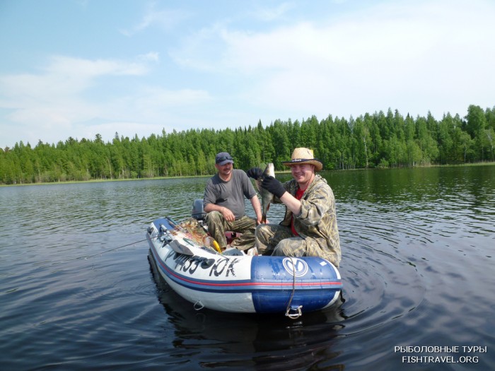 Ловится очень крупный окунь