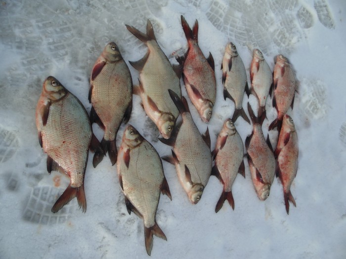 Рыбалка в Сузунском районе на рыболовной базе Клевое место. Март 2014