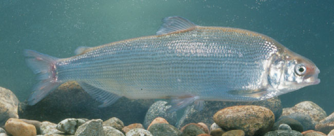 Муксун (Coregonus muksun)
